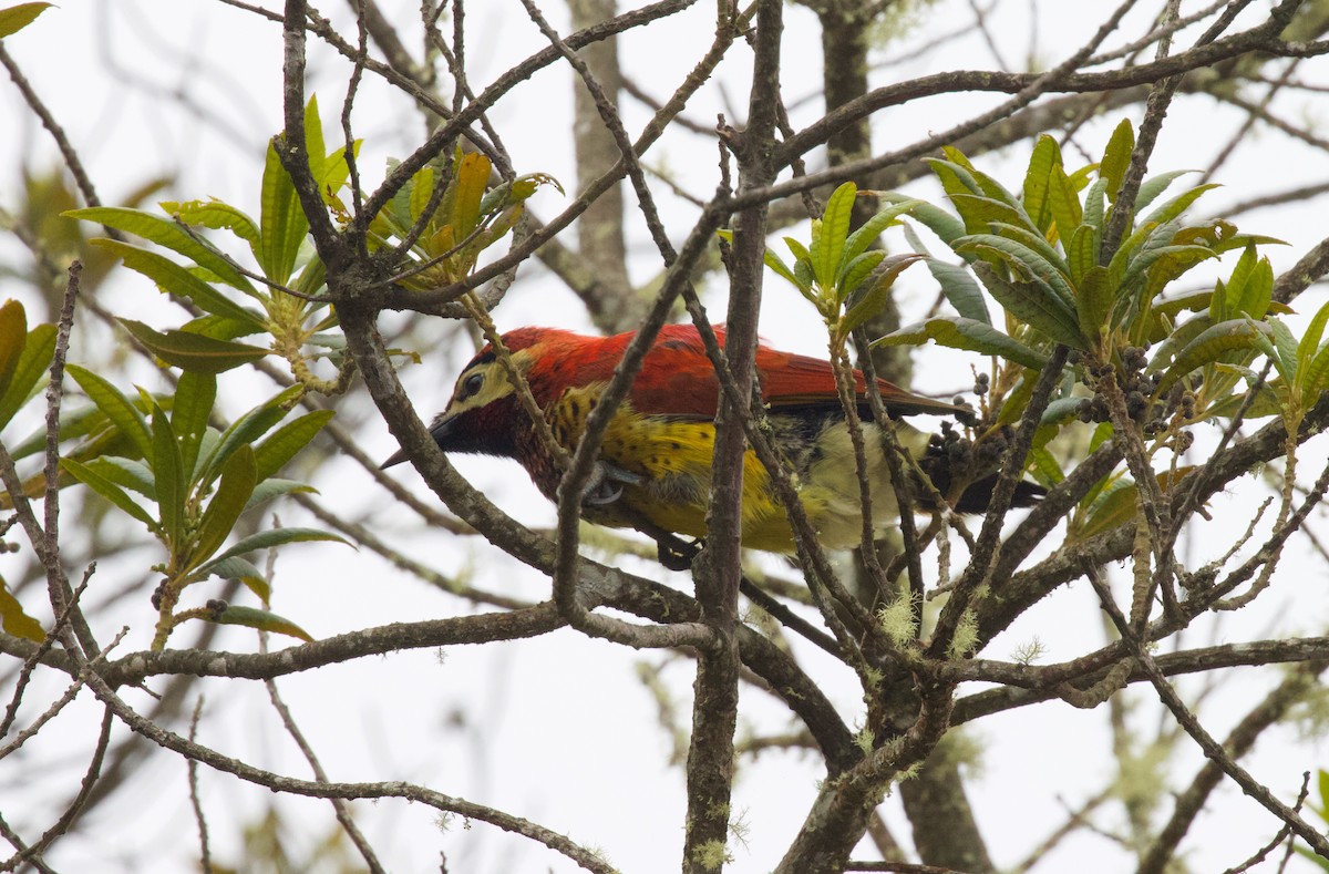 Crimson-mantled Woodpecker - ML565636311