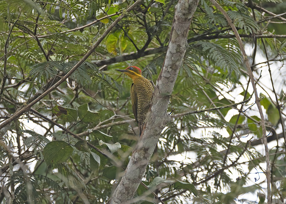 Golden-green Woodpecker (Spot-throated) - ML565638771