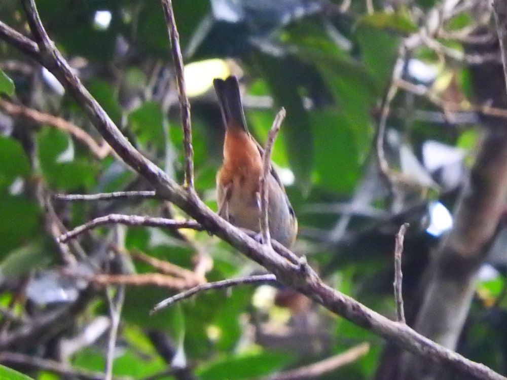 Rufous-cheeked Tanager - ML565640511