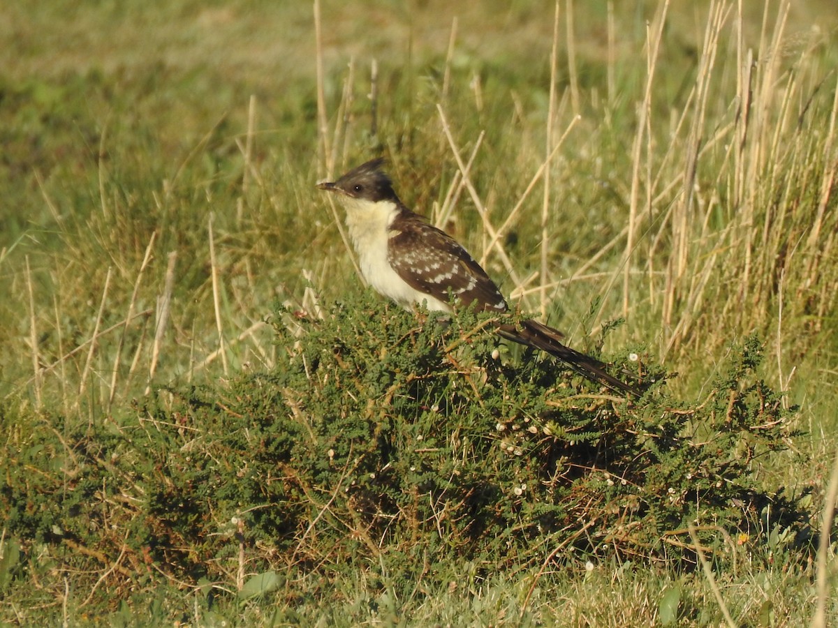 Great Spotted Cuckoo - ML565642951