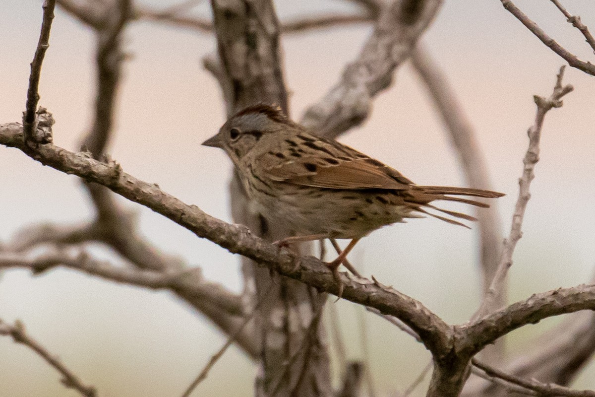 Swamp Sparrow - ML565646091
