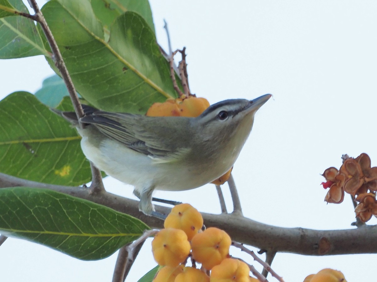 rødøyevireo - ML565648691