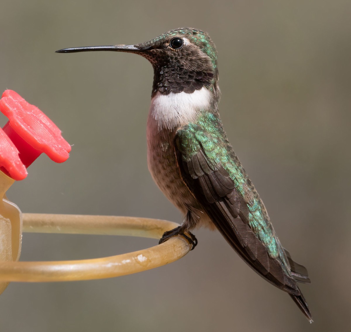 hummingbird sp. - ML565648961
