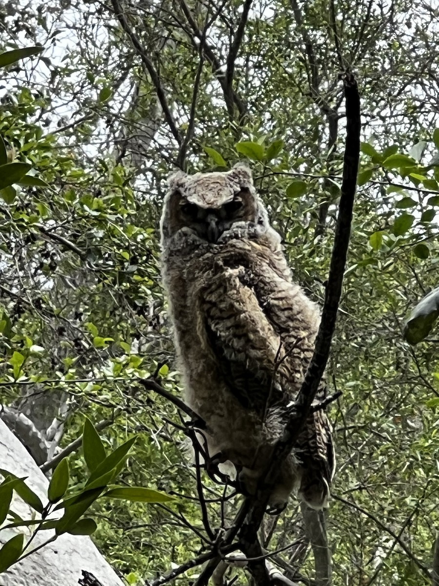 Great Horned Owl - ML565651781