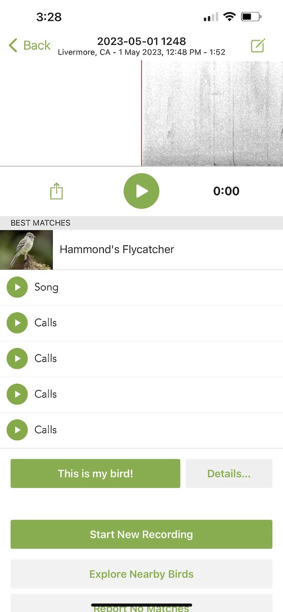 Hammond's Flycatcher - Kellie Collier