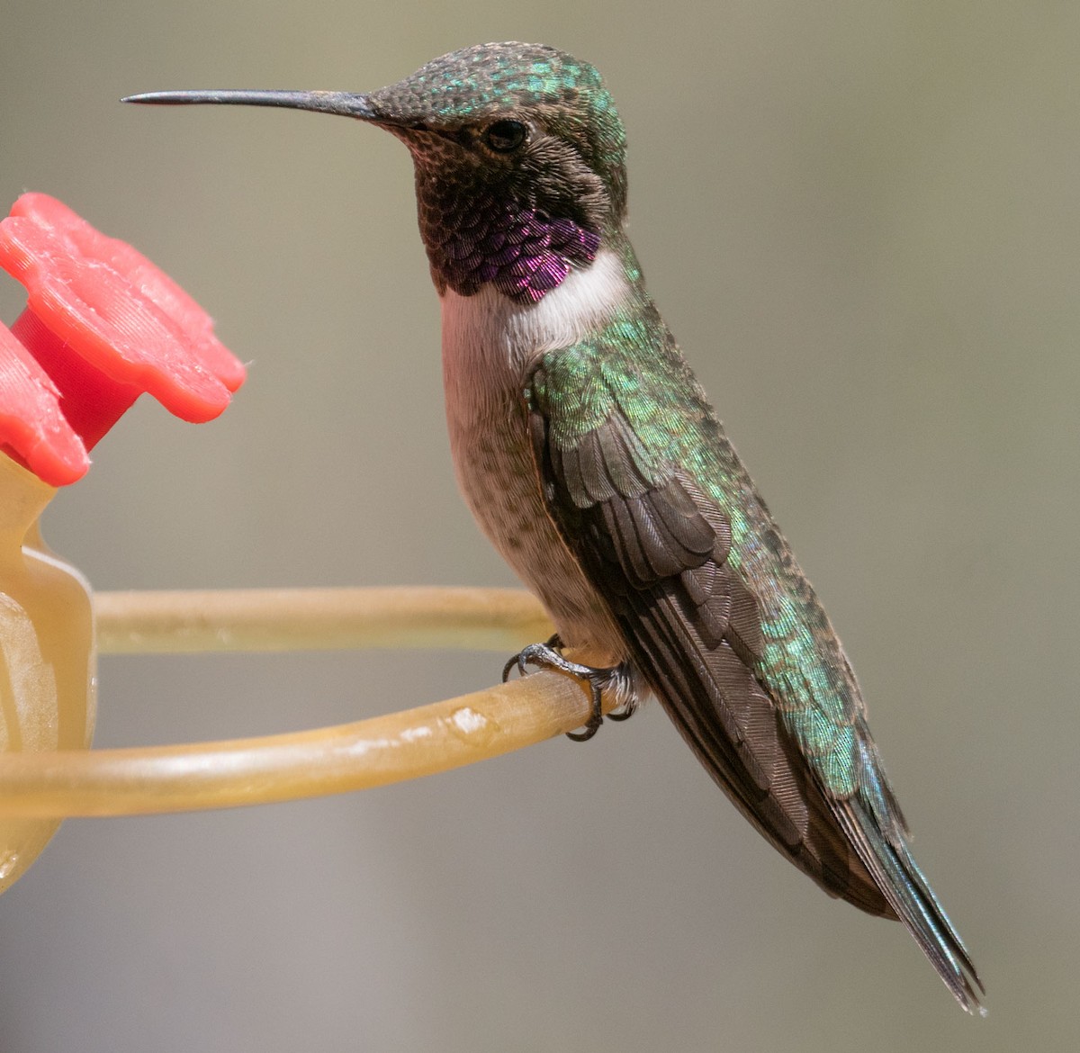 hummingbird sp. - Sheri Williamson