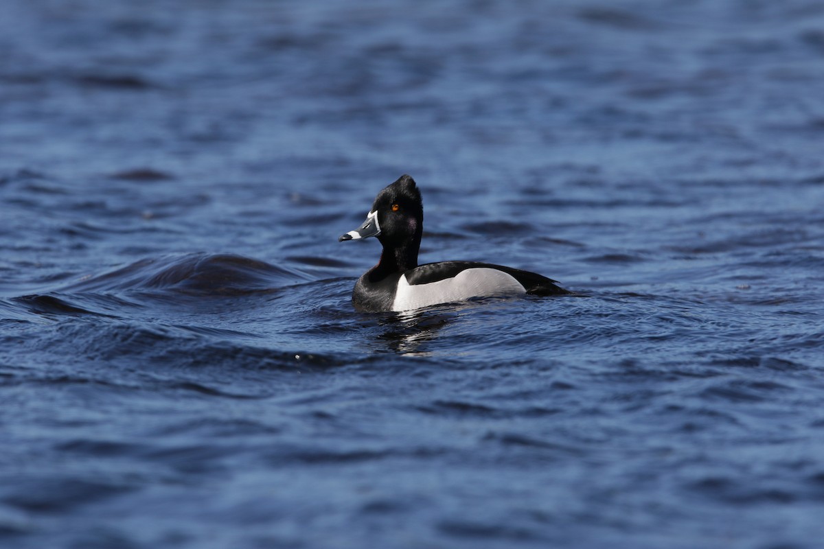 Ring-necked Duck - patrick hacala