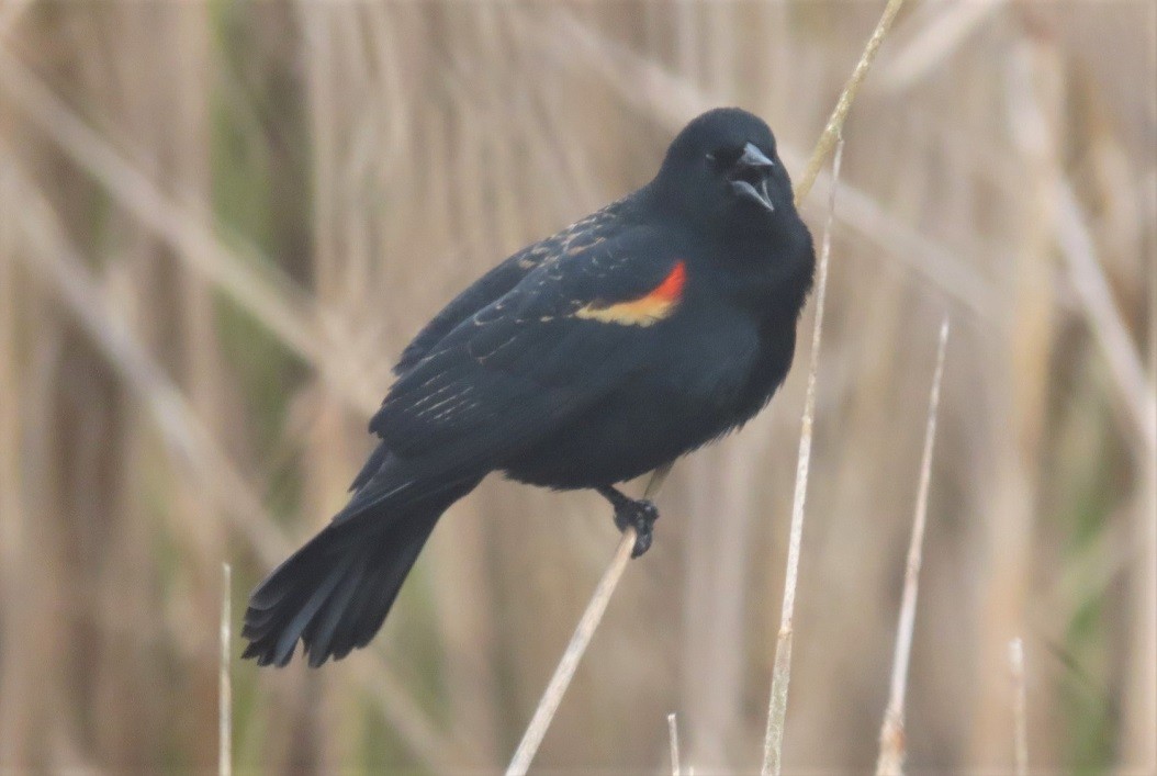 Red-winged Blackbird - ML565655331