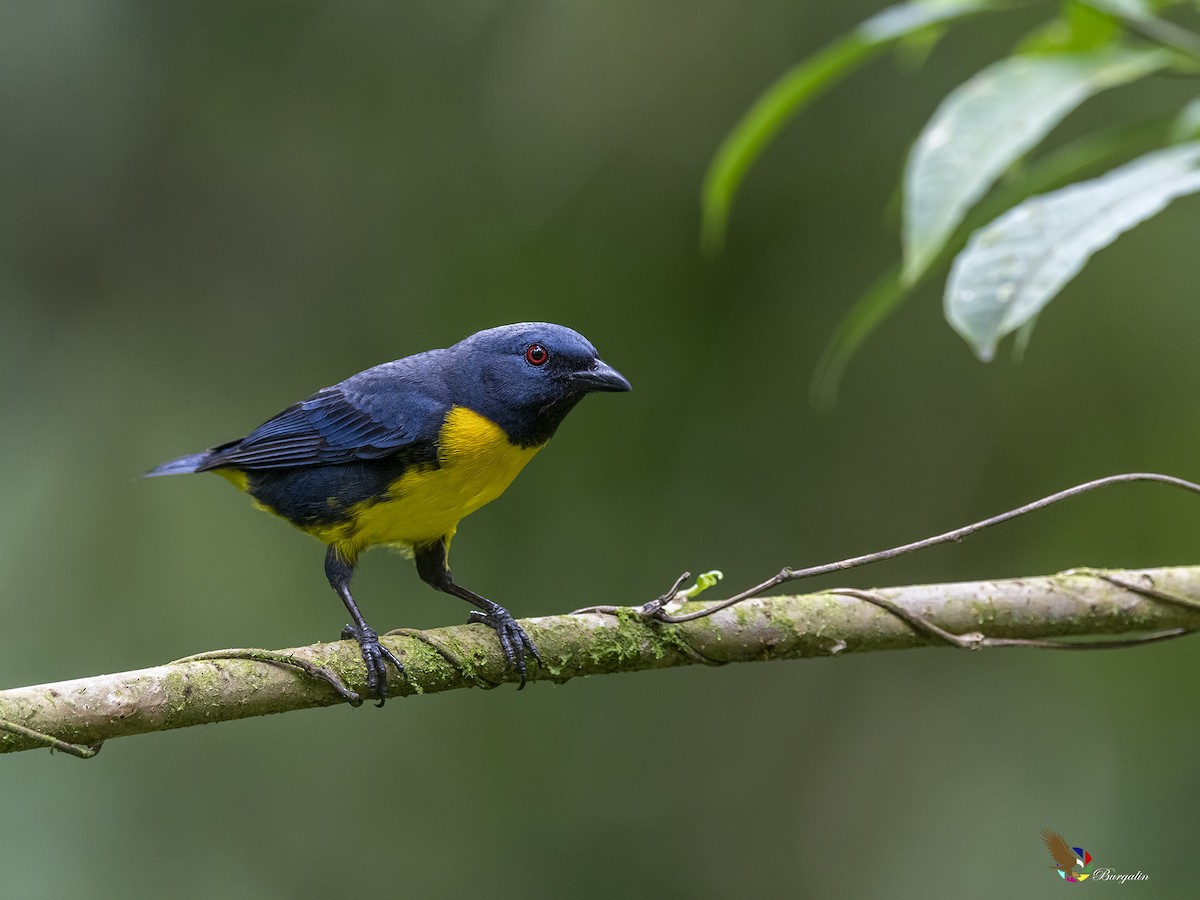 Blue-and-gold Tanager - ML565657091