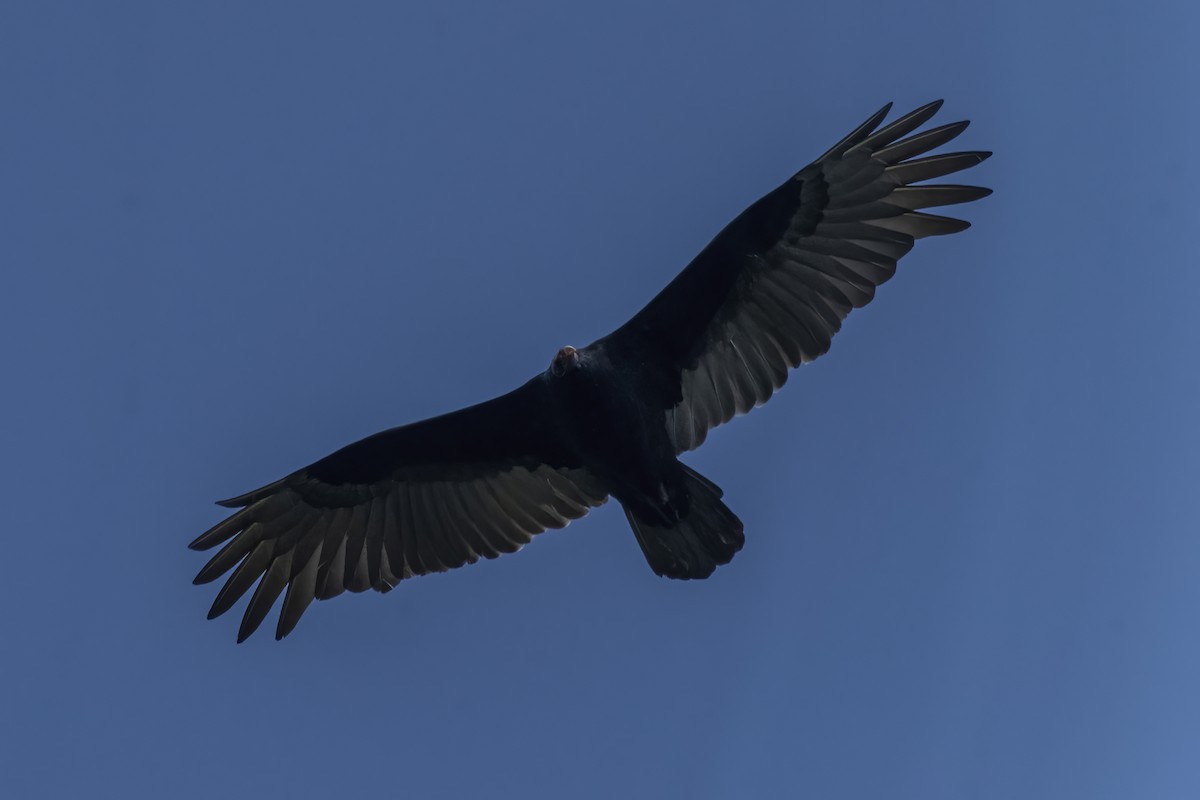 Turkey Vulture - ML565663391