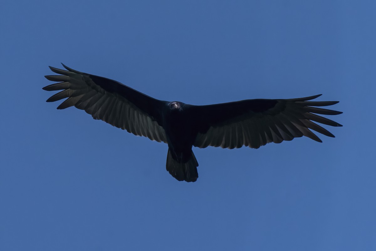 Turkey Vulture - ML565663401