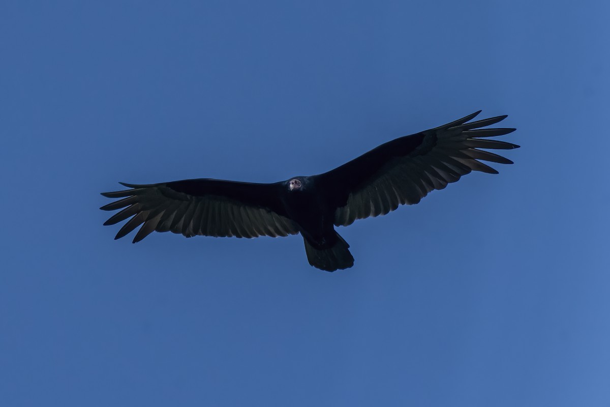 Turkey Vulture - ML565663411