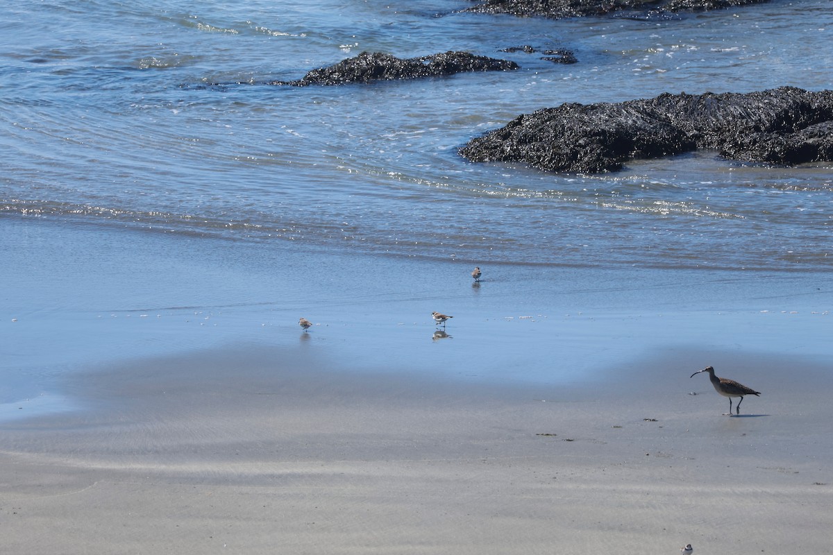 Semipalmated Plover - ML565663521