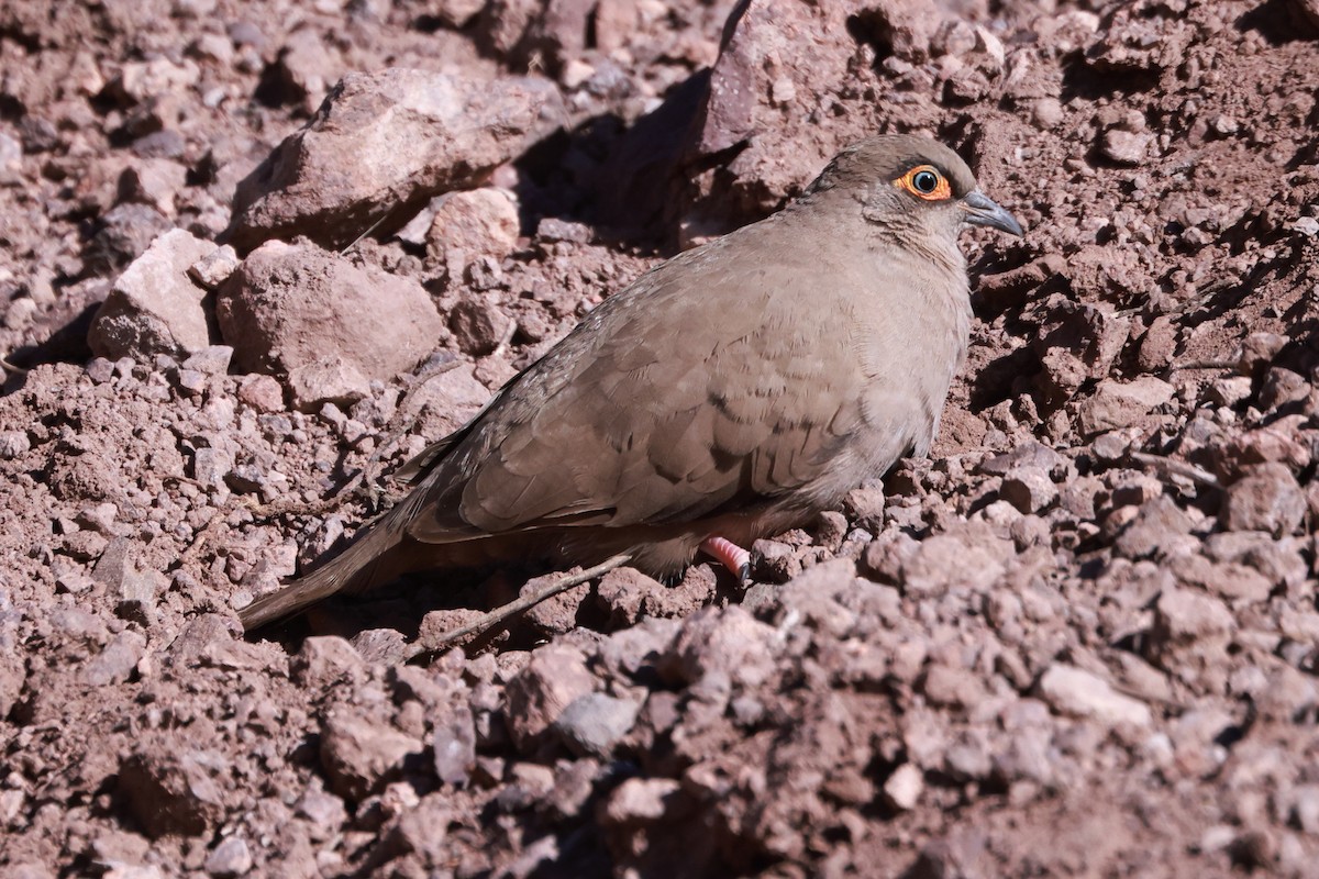 Bare-eyed Ground Dove - ML565671831