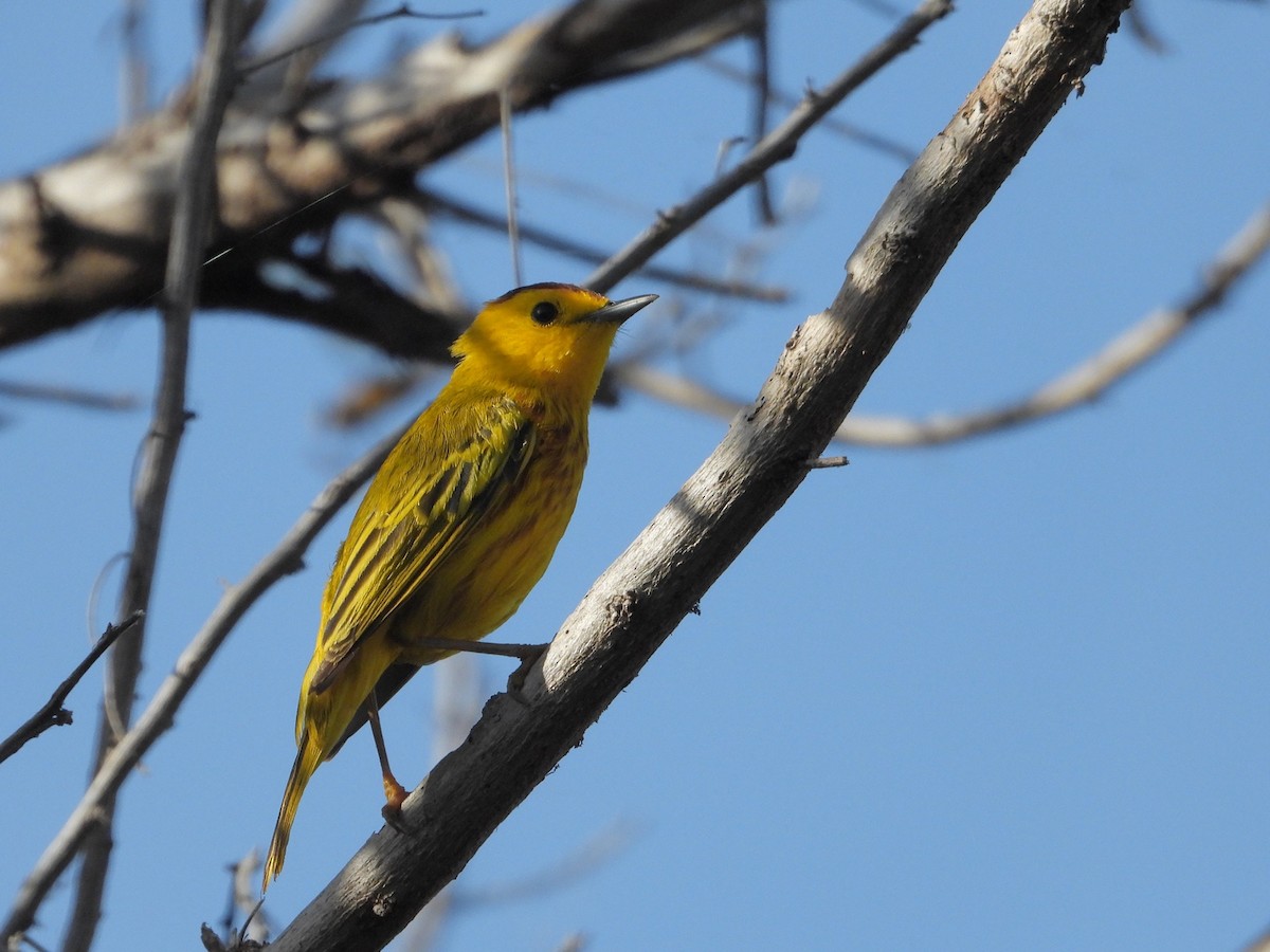 Yellow Warbler (Golden) - Ross Wauben