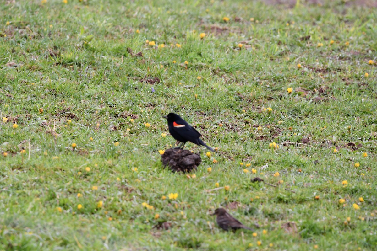 Red-winged Blackbird (Red-winged) - ML565673281