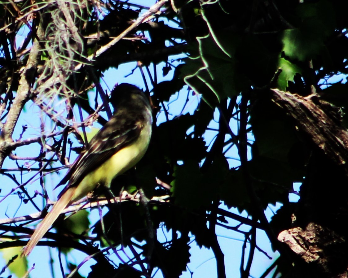 Great Crested Flycatcher - ML565674091