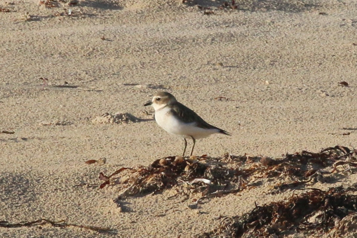 Double-banded Plover - ML565674811