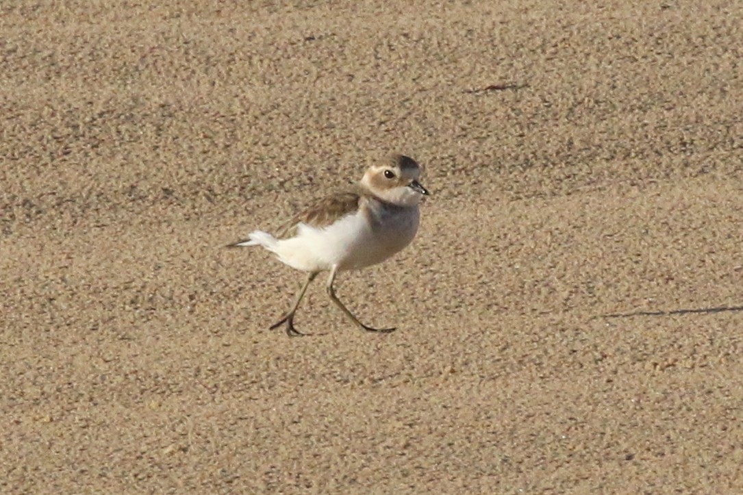 Double-banded Plover - ML565674821