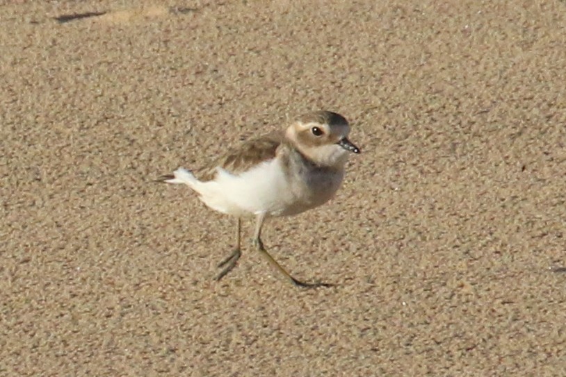Double-banded Plover - ML565674831