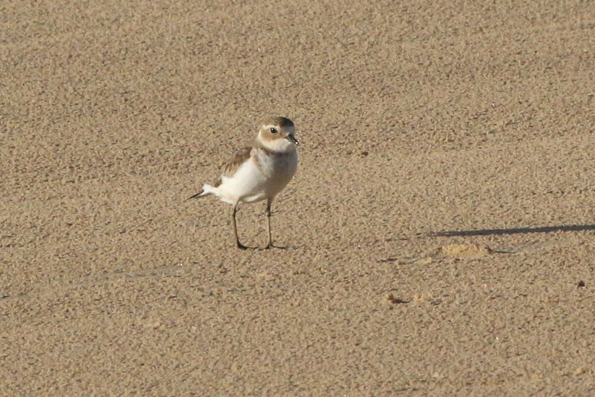 Double-banded Plover - ML565674841