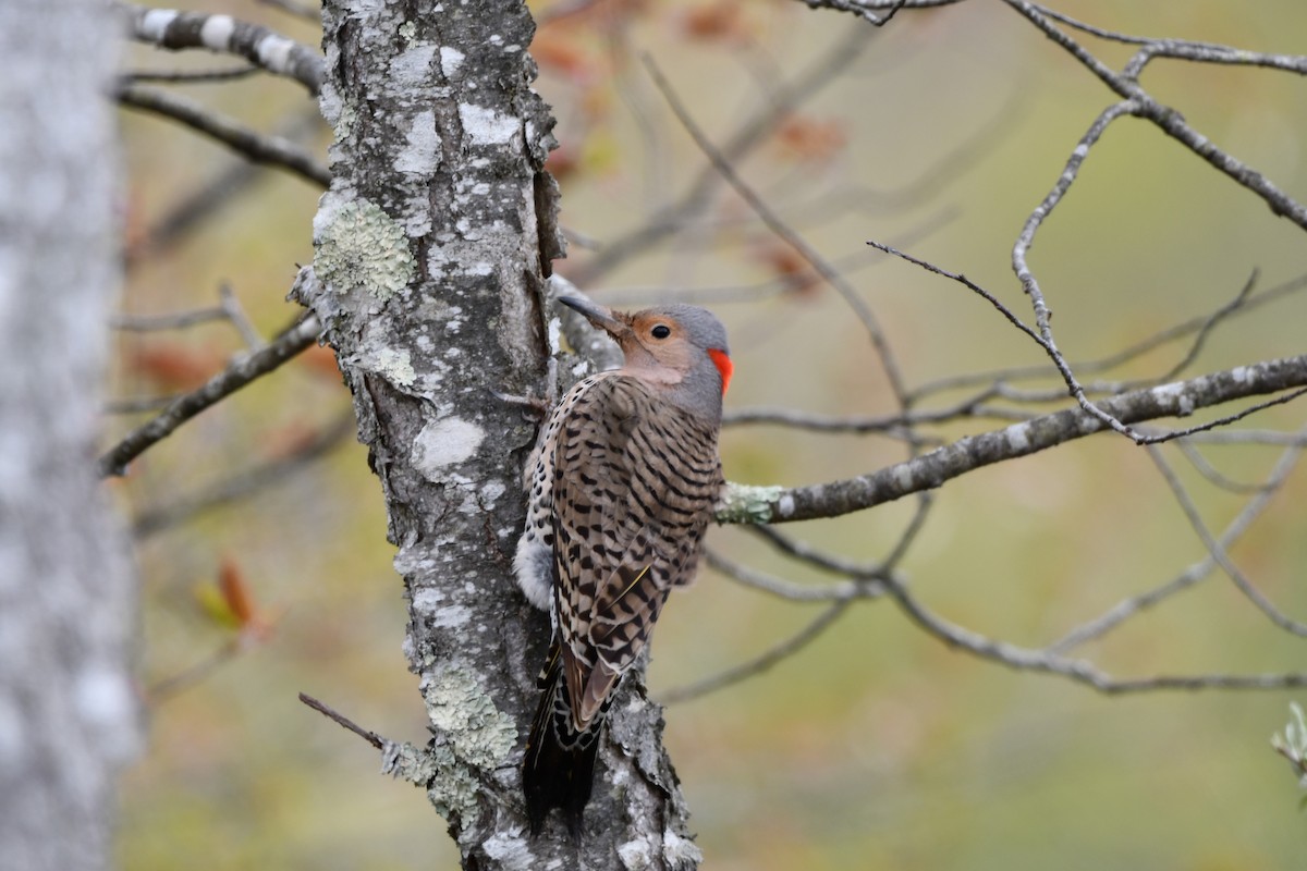 Northern Flicker (Yellow-shafted) - ML565674891