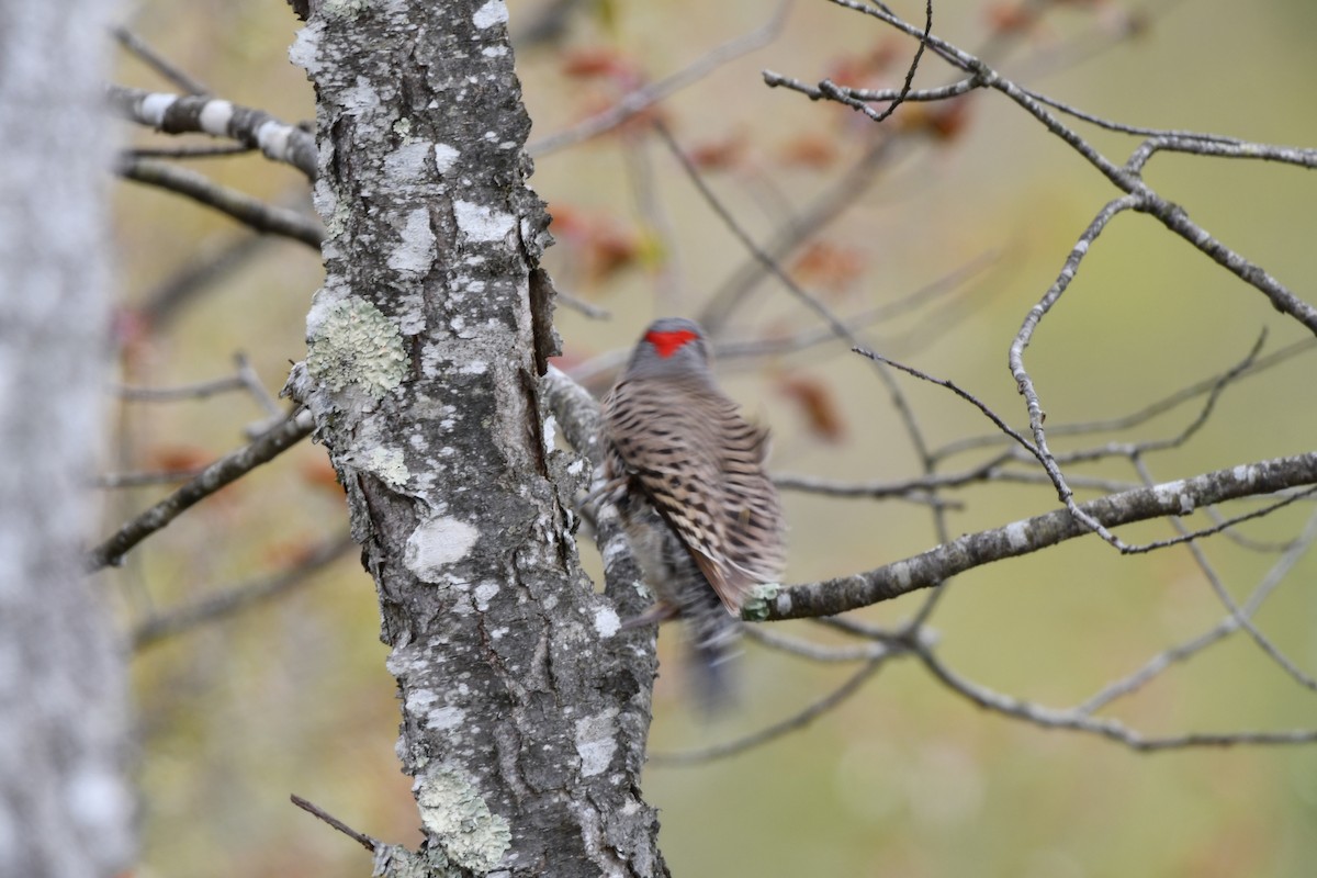 Northern Flicker (Yellow-shafted) - ML565674901