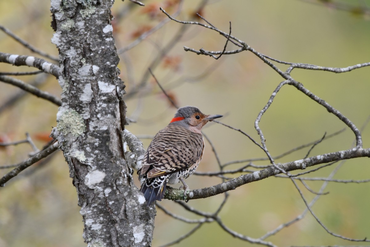 Northern Flicker (Yellow-shafted) - ML565674911