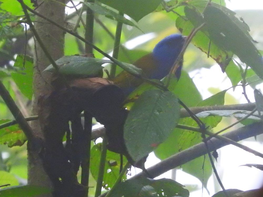 Blue-capped Tanager - ML565675341