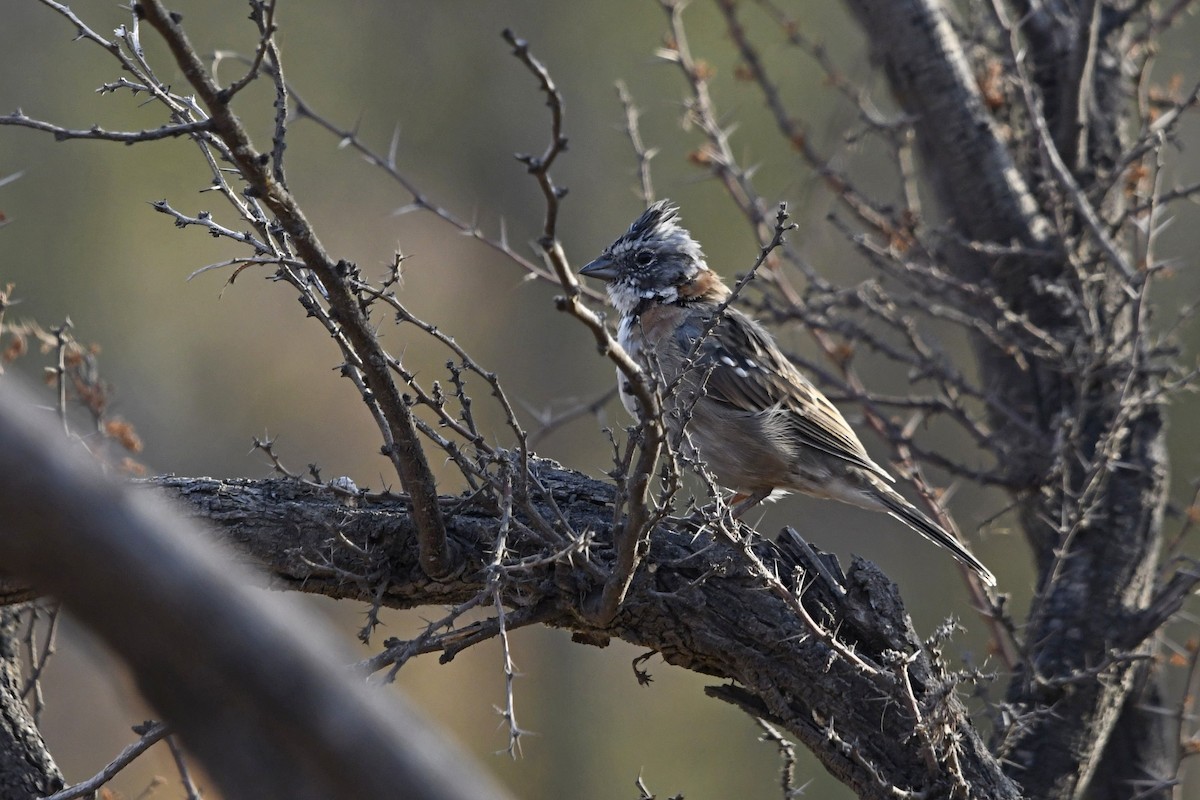 Rufous-collared Sparrow - Fernando Cediel Nacumero Birding