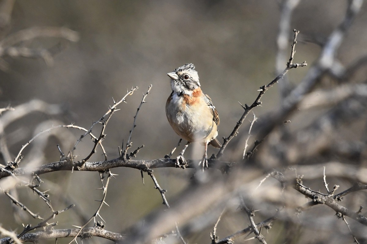Rufous-collared Sparrow - Fernando Cediel Nacumero Birding