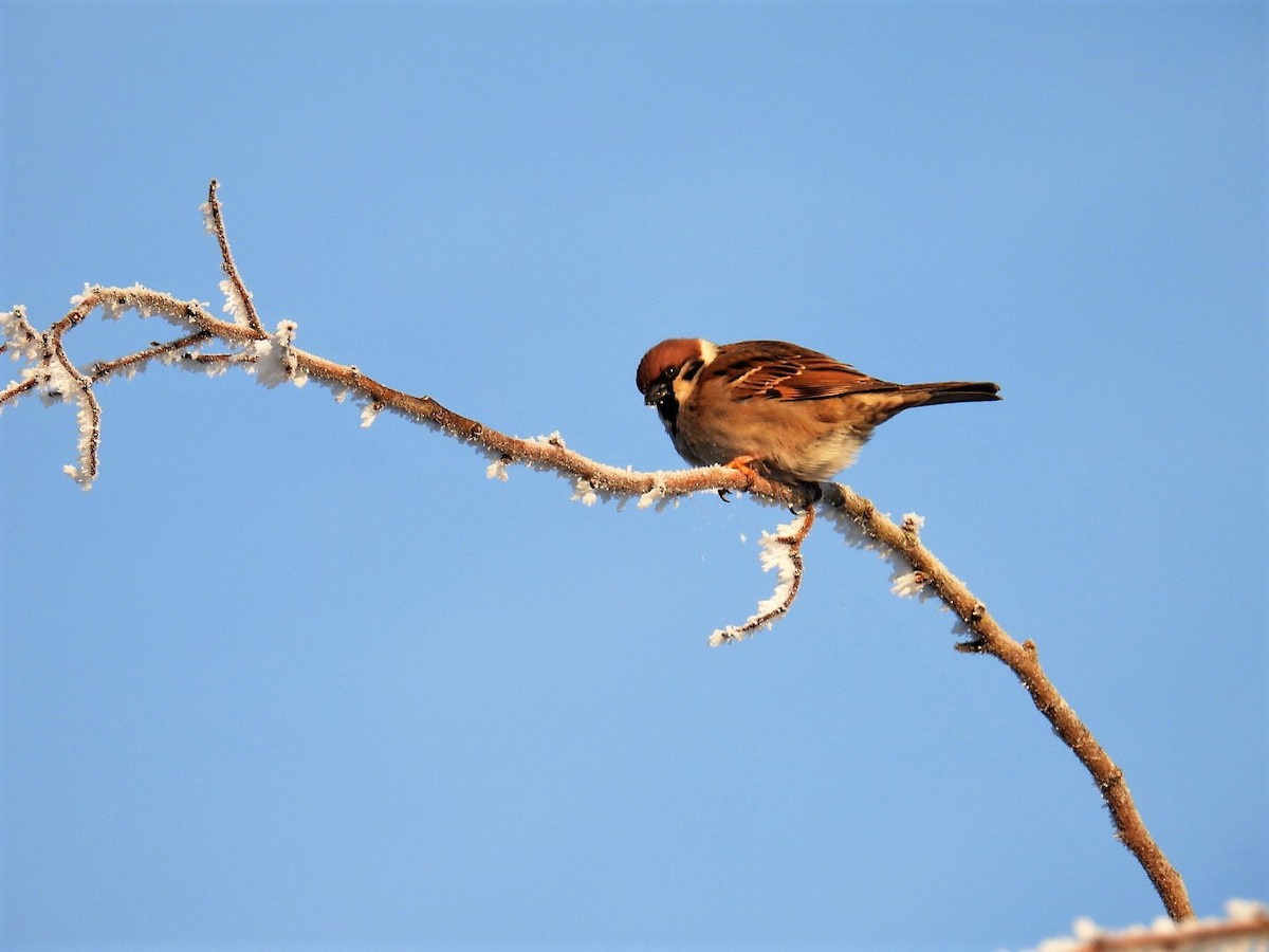 Eurasian Tree Sparrow - ML565678961