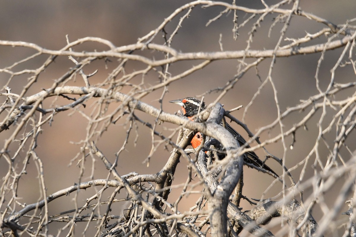 Long-tailed Meadowlark - Fernando Cediel Nacumero Birding