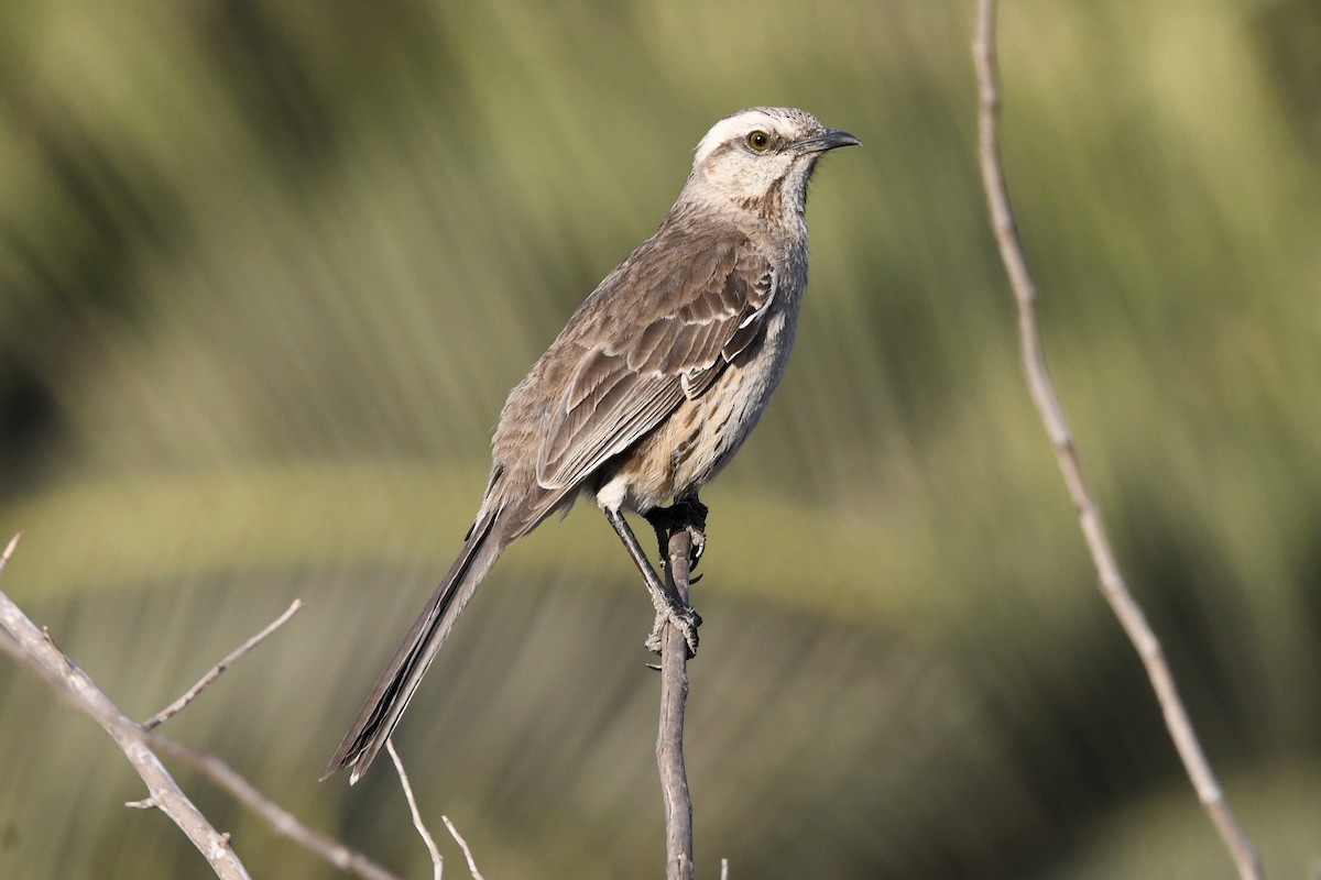 Chilean Mockingbird - Fernando Cediel Nacumero Birding