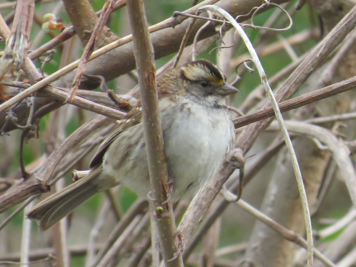 White-throated Sparrow - ML565680501