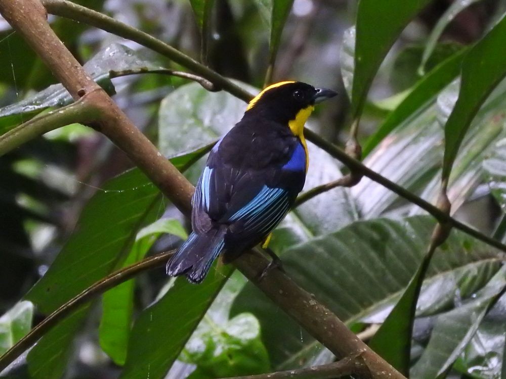 Blue-winged Mountain Tanager - ML565681381
