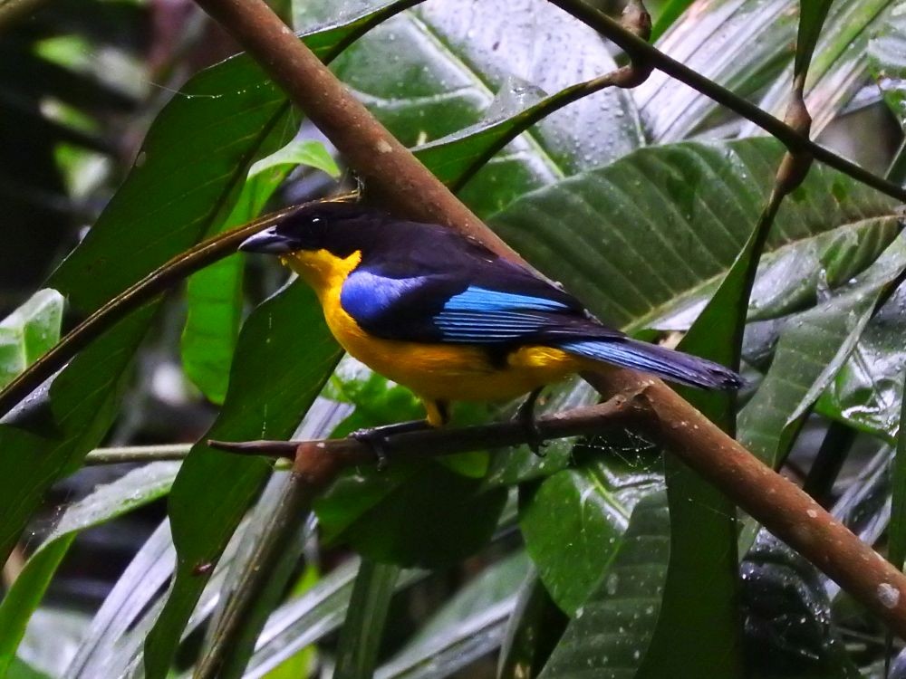 Blue-winged Mountain Tanager - ML565681931