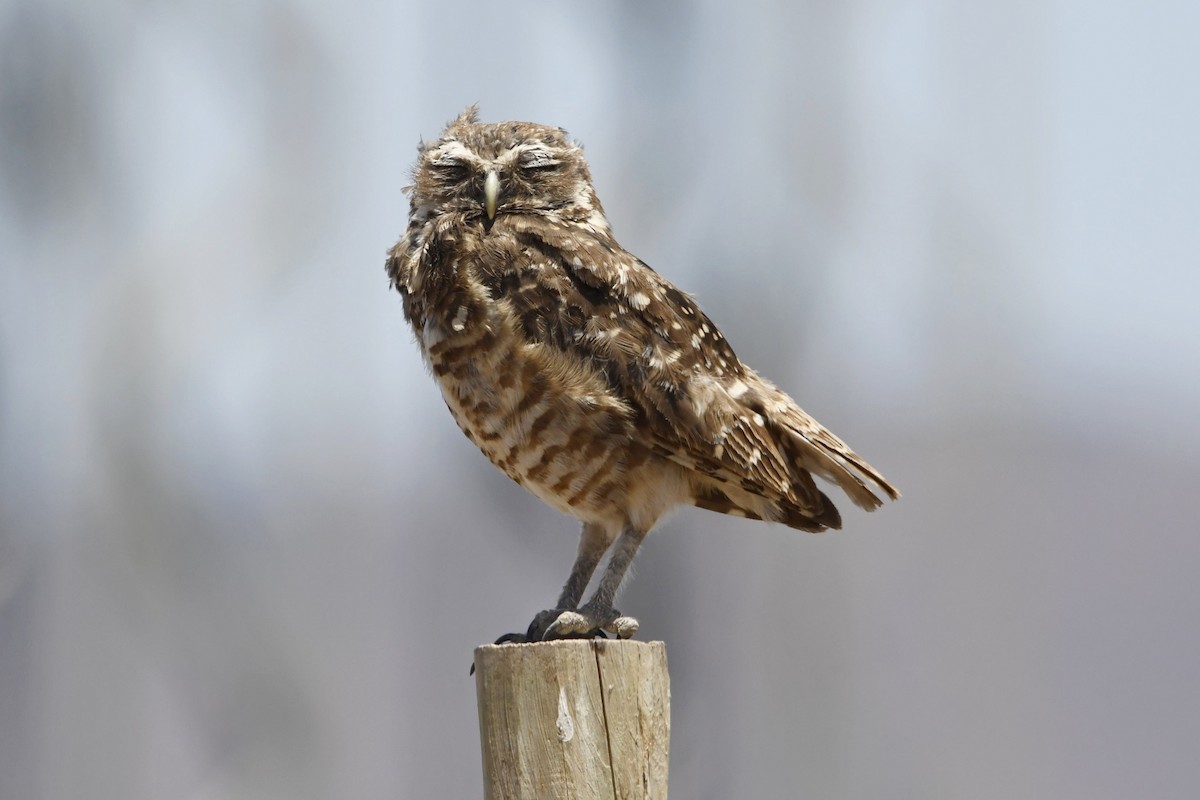 Burrowing Owl - ML565682201