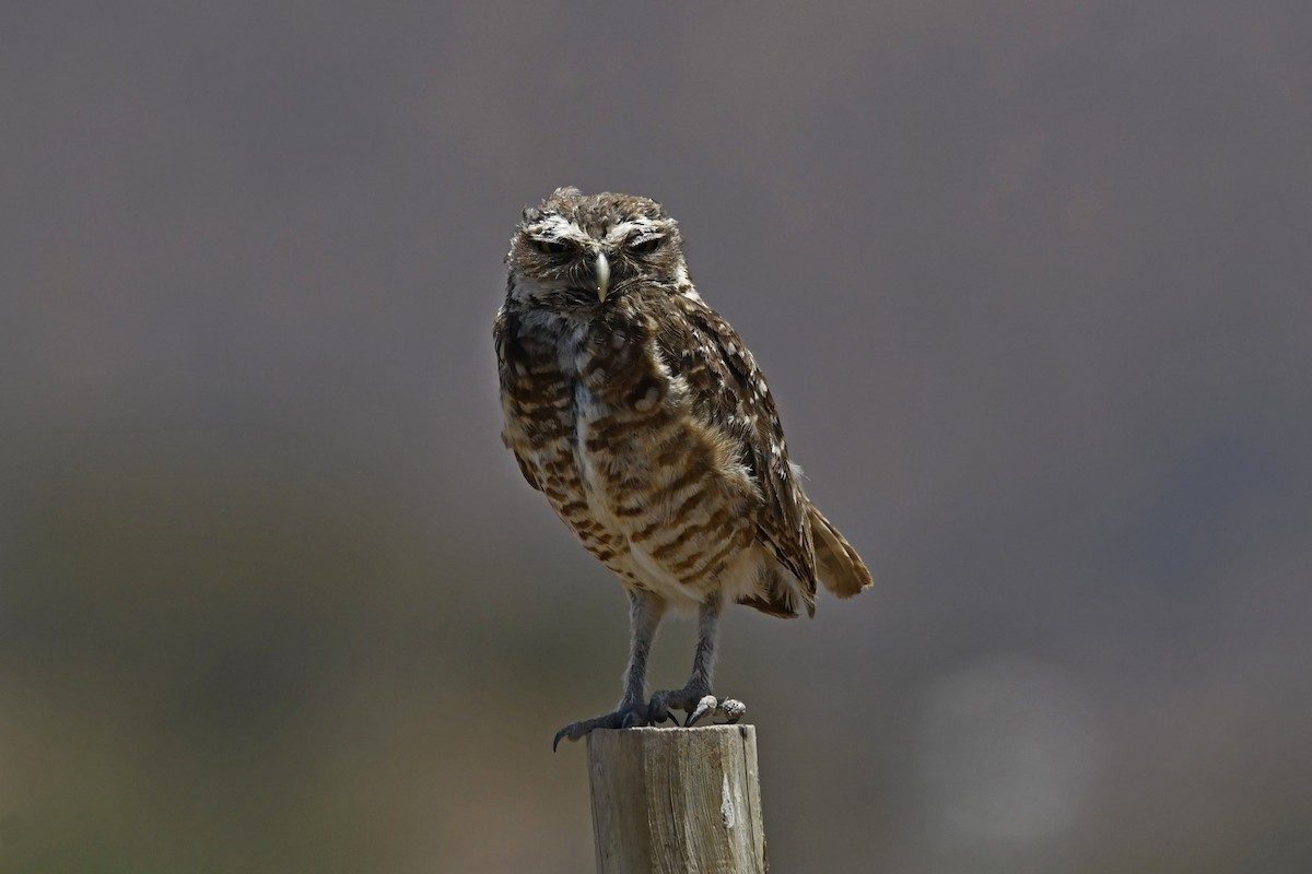 Burrowing Owl - Fernando Cediel Nacumero Birding