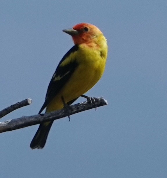 Western Tanager - ML565684321