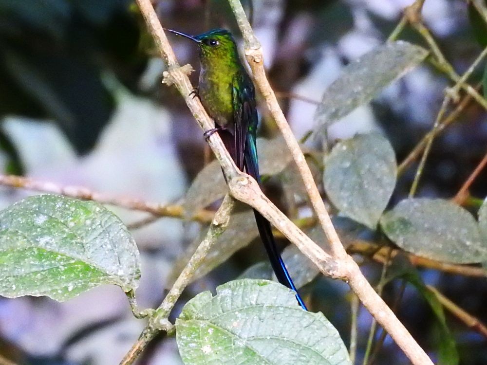 Long-tailed Sylph - ML565685051