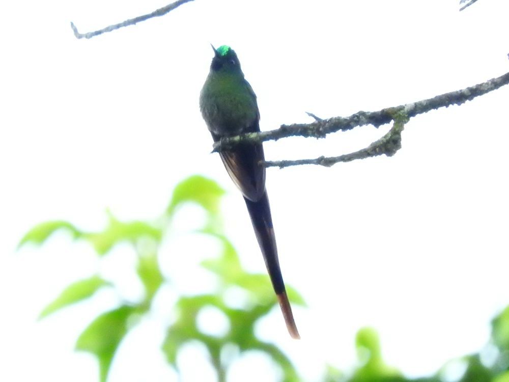 Long-tailed Sylph - ML565685091