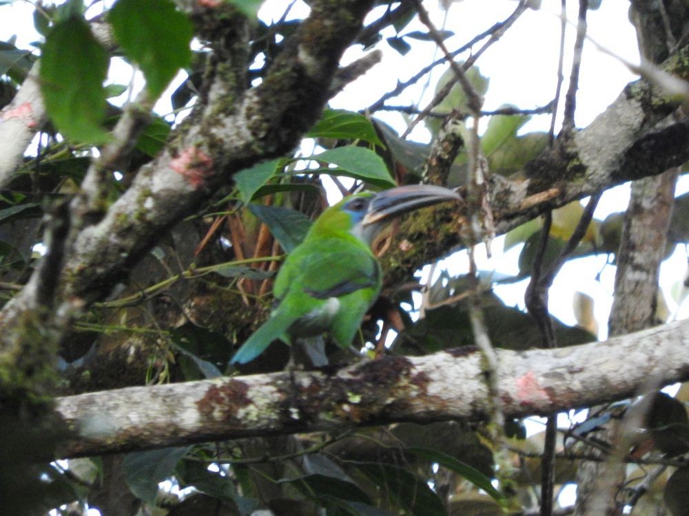 Groove-billed Toucanet - ML565686101
