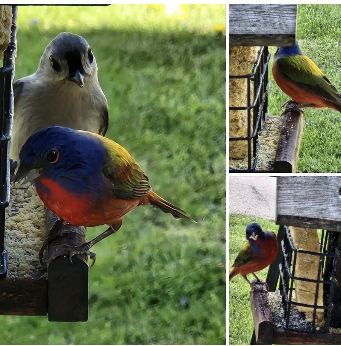 Painted Bunting - ML565689021