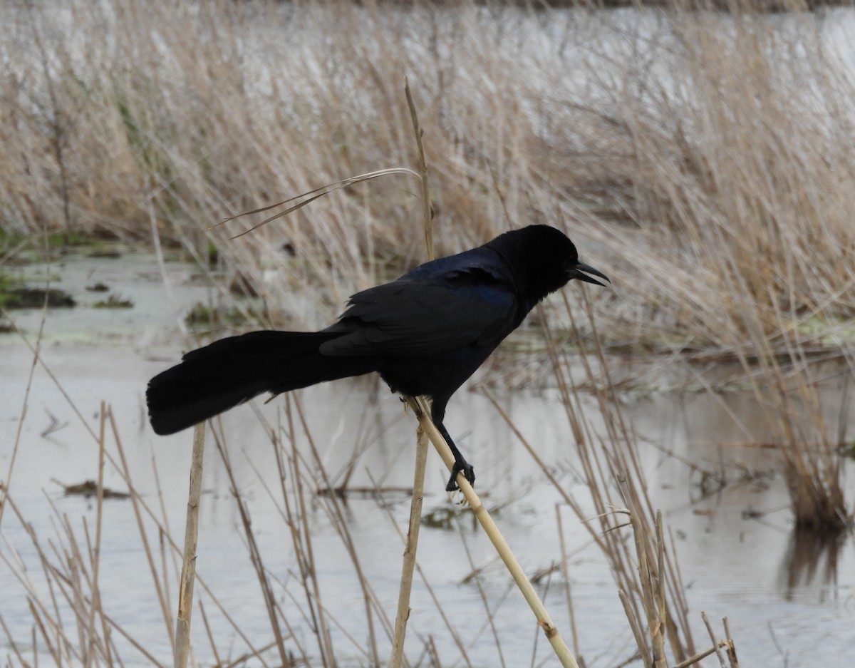 Boat-tailed Grackle - ML565689281