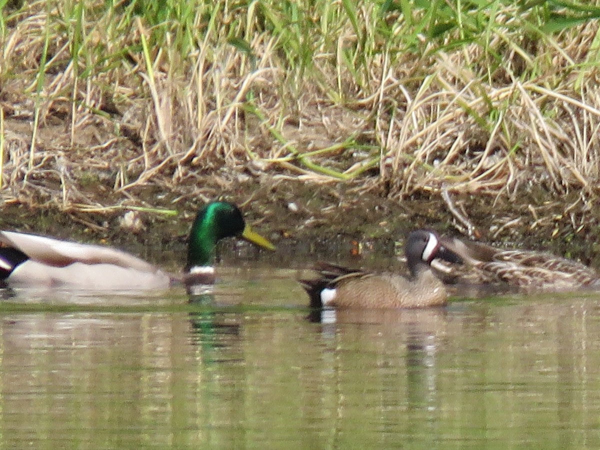 Blue-winged Teal - ML565689721