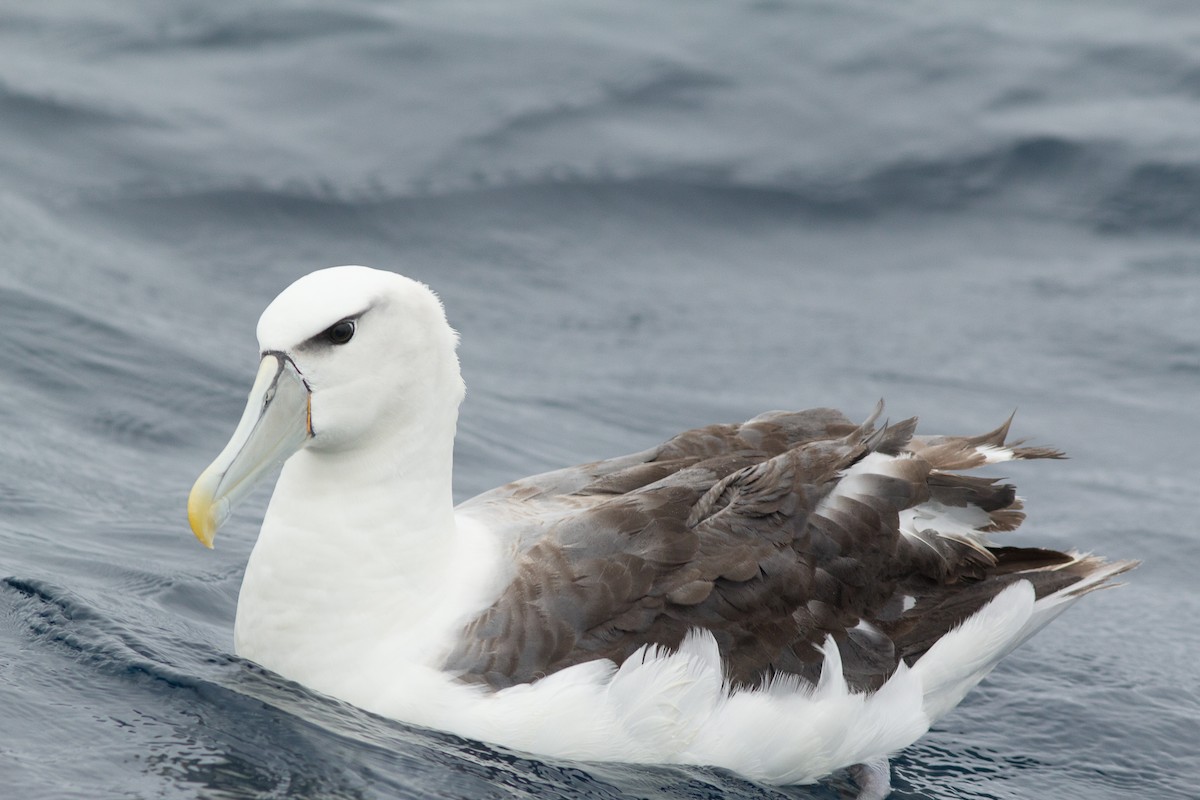 White-capped Albatross - Richard and Margaret Alcorn