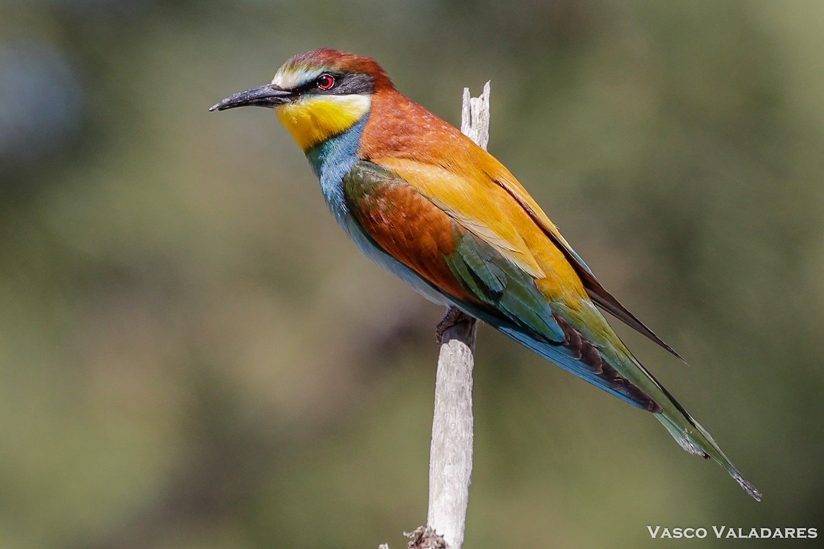 European Bee-eater - Vasco Valadares