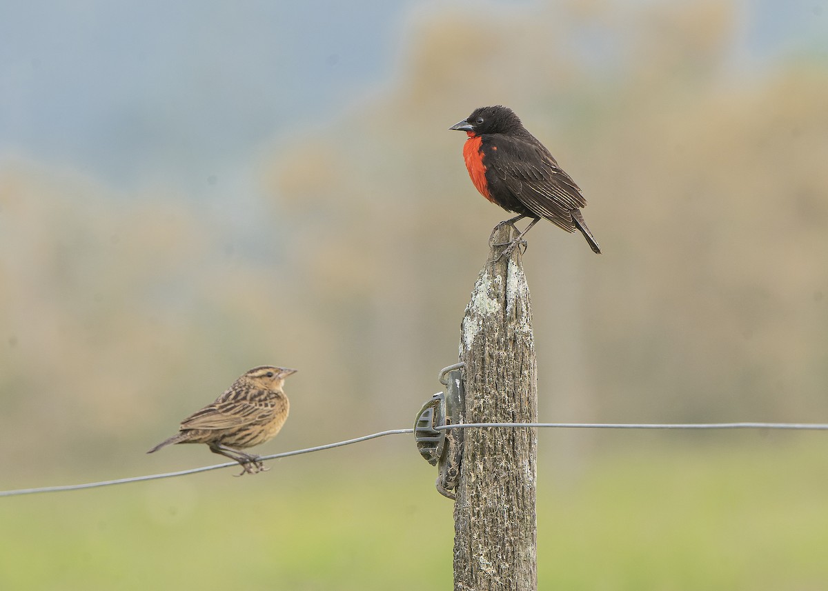 Red-breasted Meadowlark - Guillermo  Saborío Vega