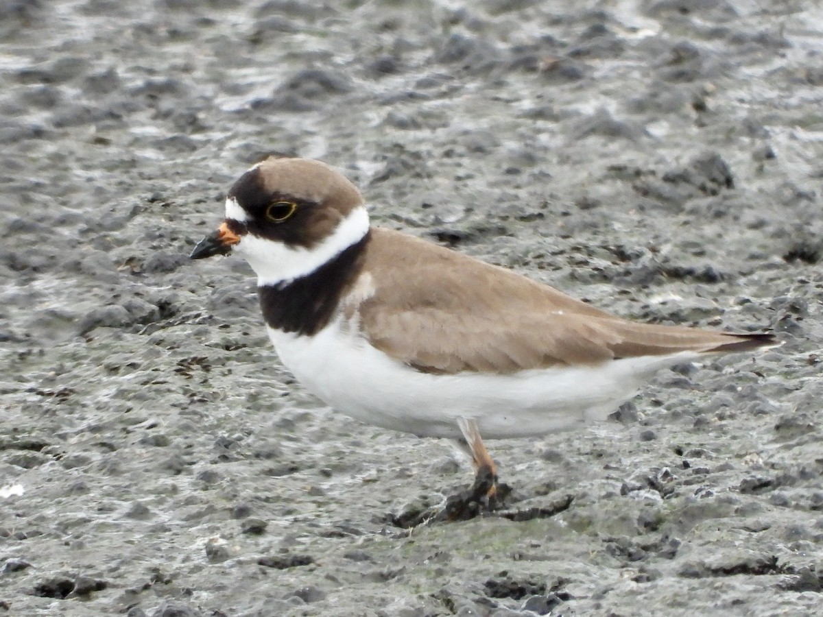Semipalmated Plover - George Folsom